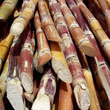 Zuckerrohr