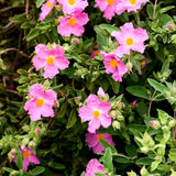 Zistrose