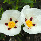 Labdanum