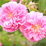 Türkische Rose