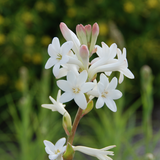 Tuberose