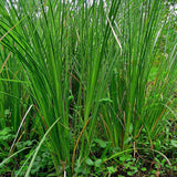 Vetiver