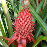 Ananasblüte