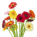 Noten exotischer Blumen