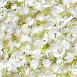 Jasmin