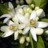 Orangenblüte