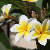 Tiaréblüte