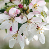 Apfelblüte