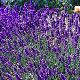 Lavendel