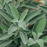 Salbei