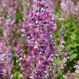 Muskatellersalbei