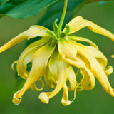 Ylang-Ylang